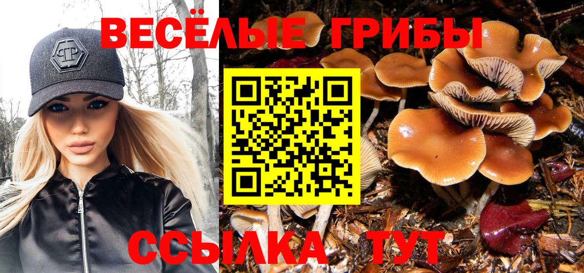 Псилоцибиновые грибы Cubensis Карачаевск